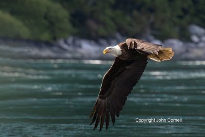 Bald-Eagle;Eagle;Haliaeetus-leucocephalus;Bald-Eagle;British-Columbia;Canada;Eag